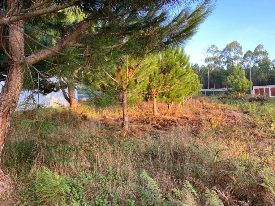 Terreno para Venda em Souto da Carpalhosa e Ortigosa Foto 5