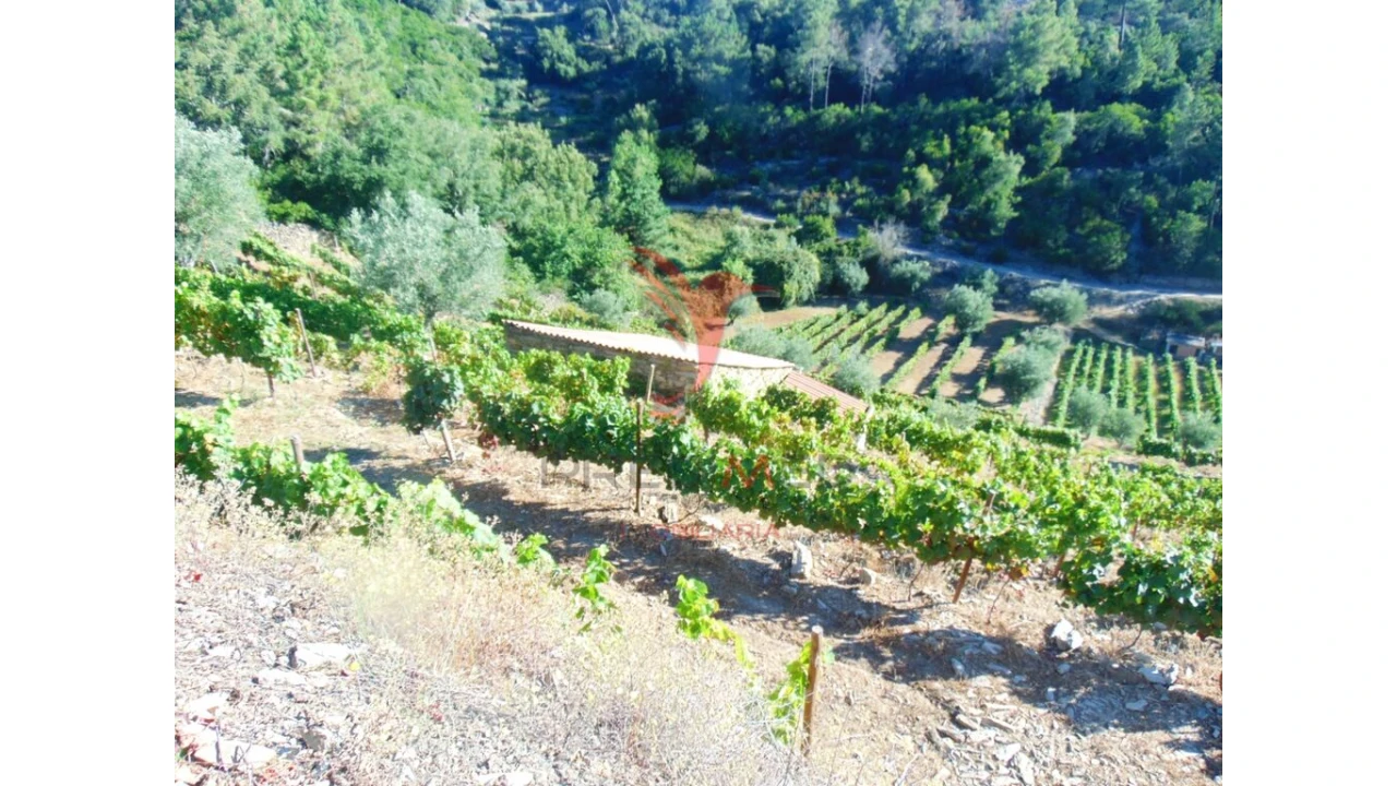 Terreno para Venda em Nogueira e Ermida Foto 13