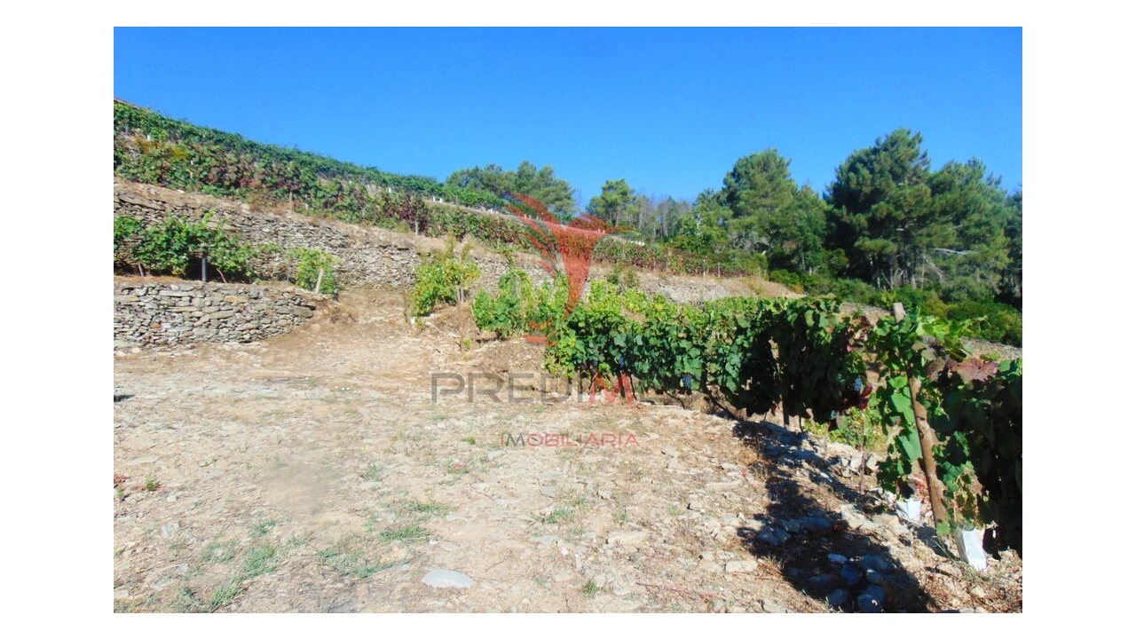 Terreno para Venda em Nogueira e Ermida Foto 14