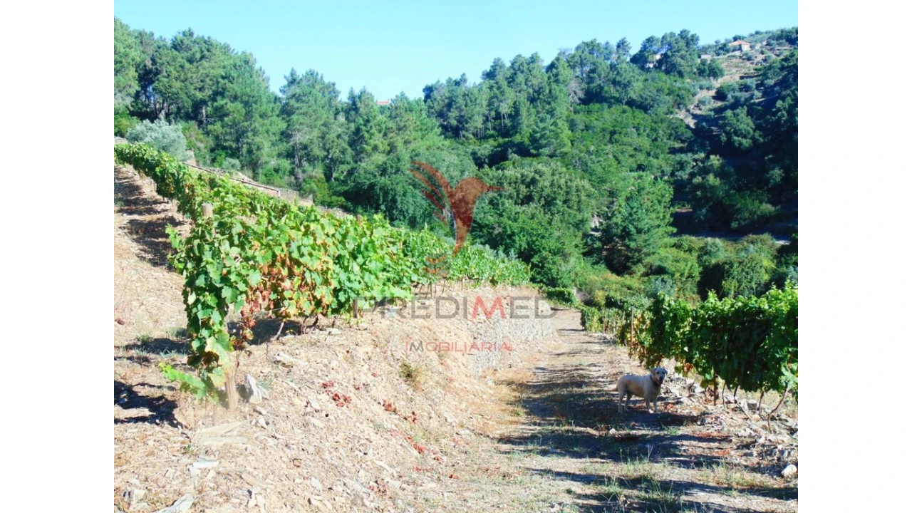 Terreno para Venda em Nogueira e Ermida Foto 17