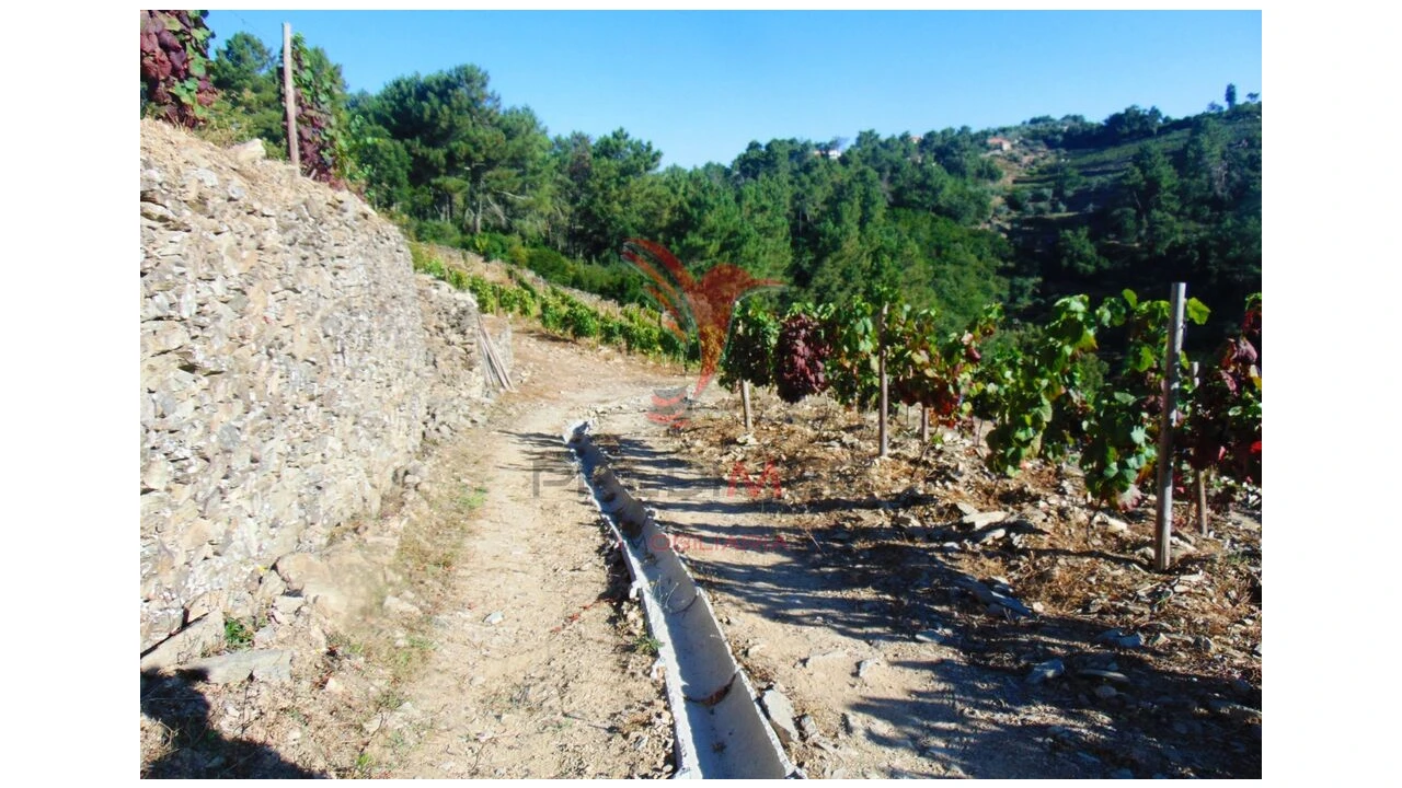 Terreno para Venda em Nogueira e Ermida Foto 7