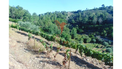 Terreno para Venda em Nogueira e Ermida