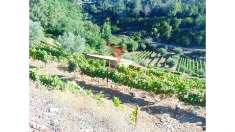 Terreno para Venda em Nogueira e Ermida