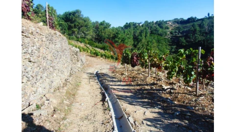 Terreno para Venda em Nogueira e Ermida