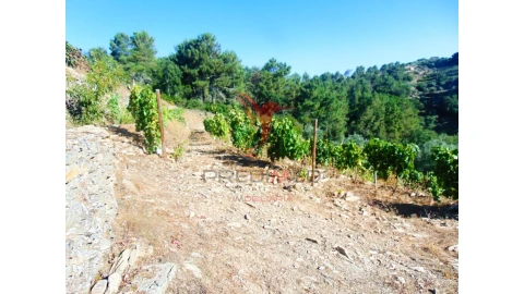 Terreno para Venda em Nogueira e Ermida