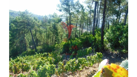 Terreno para Venda em Nogueira e Ermida