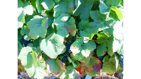 Terreno para Venda em Nogueira e Ermida