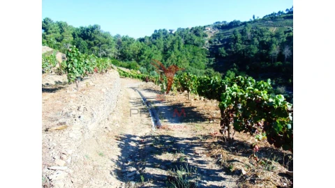 Terreno para Venda em Nogueira e Ermida