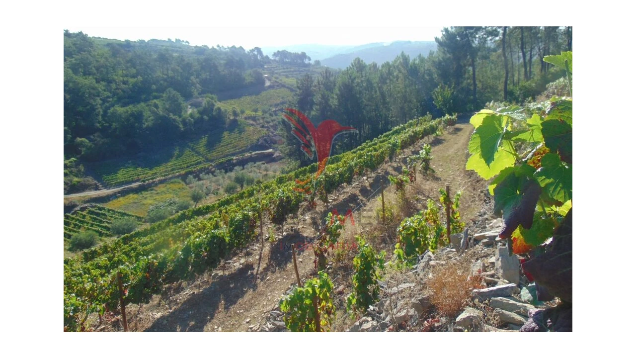 Terreno para Venda em Nogueira e Ermida Foto 12