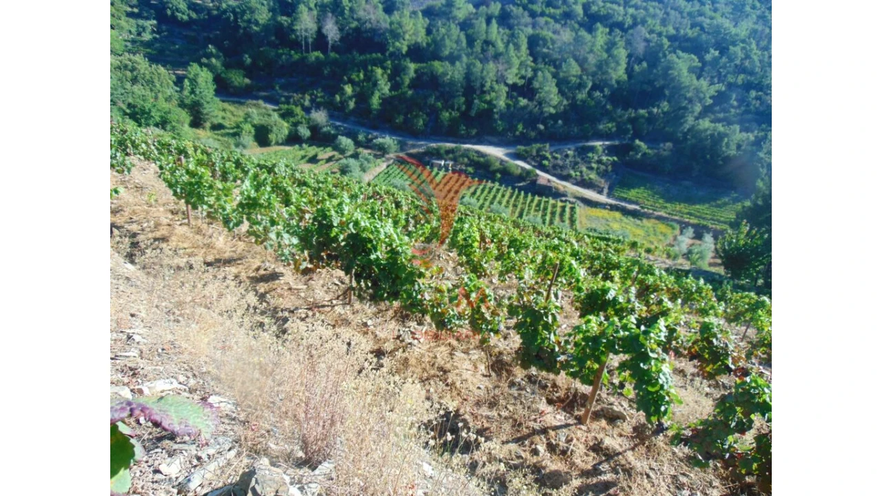 Terreno para Venda em Nogueira e Ermida Foto 3