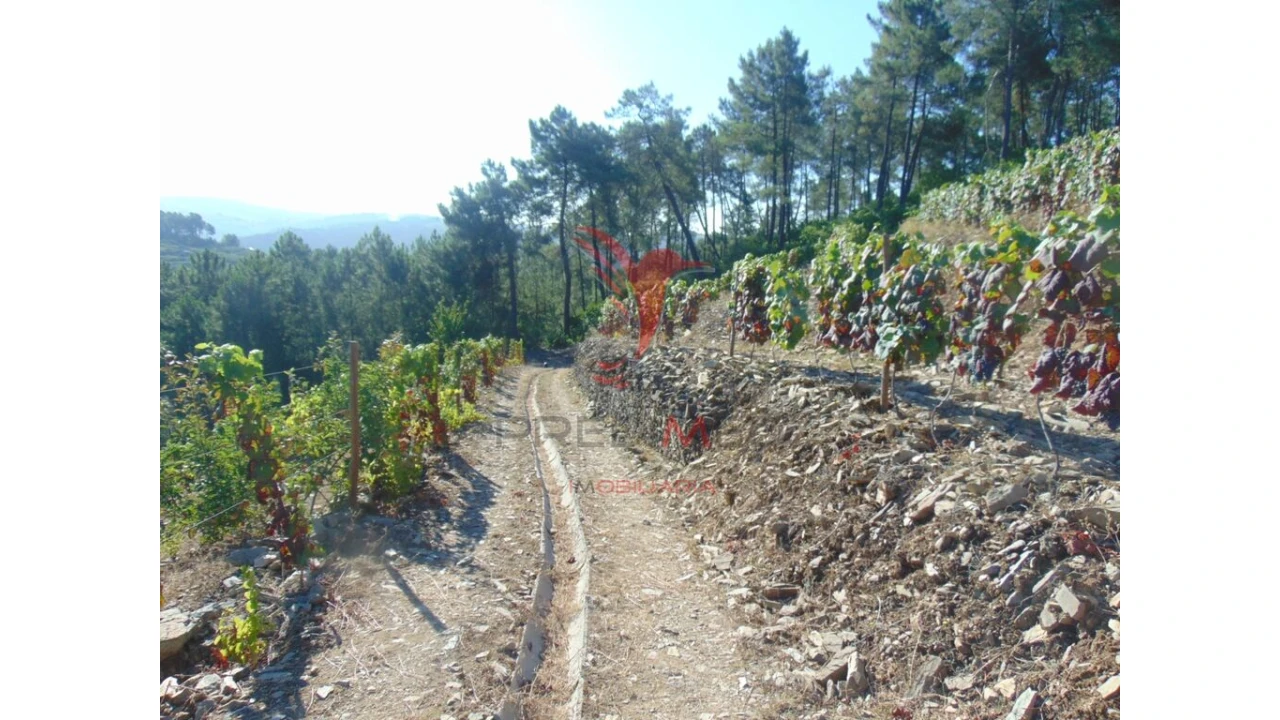 Terreno para Venda em Nogueira e Ermida Foto 15
