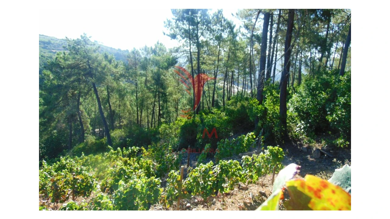 Terreno para Venda em Nogueira e Ermida Foto 5