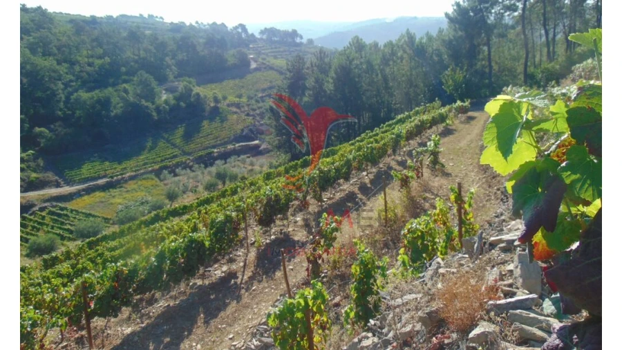 Terreno para Venda em Nogueira e Ermida Foto 12