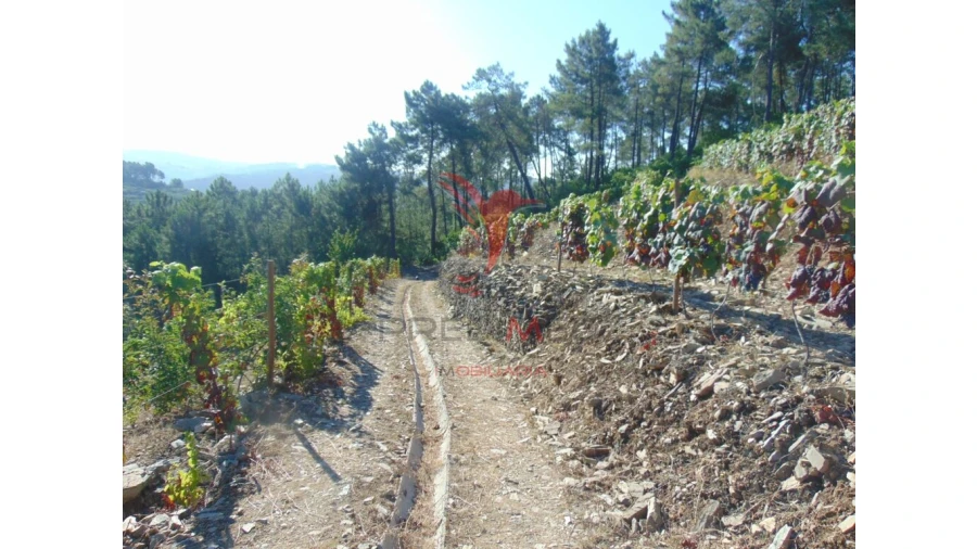 Terreno para Venda em Nogueira e Ermida Foto 15
