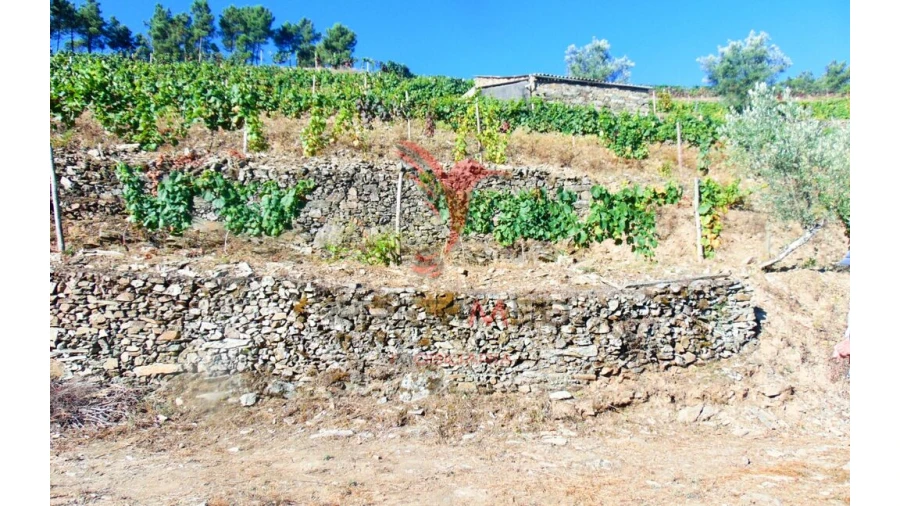 Terreno para Venda em Nogueira e Ermida Foto 20