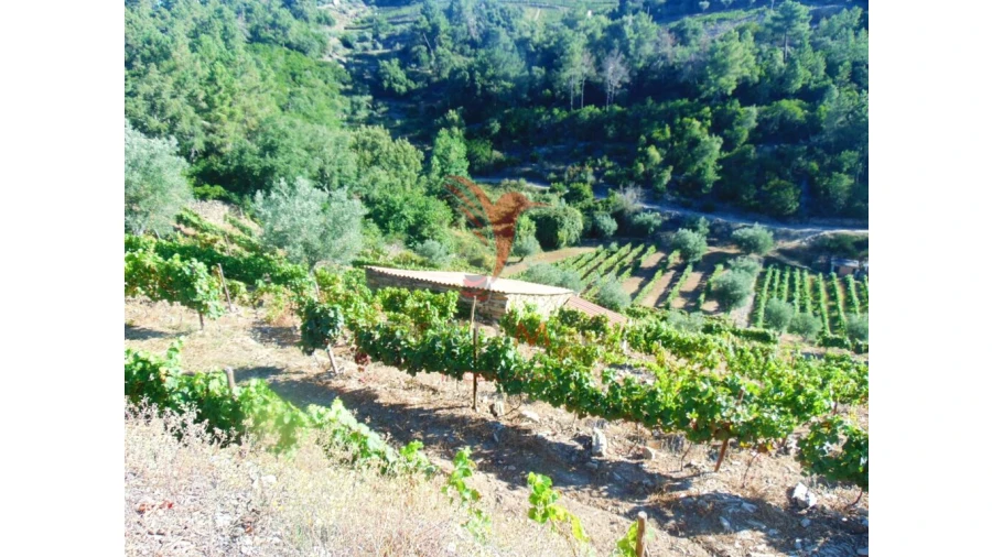 Terreno para Venda em Nogueira e Ermida Foto 2