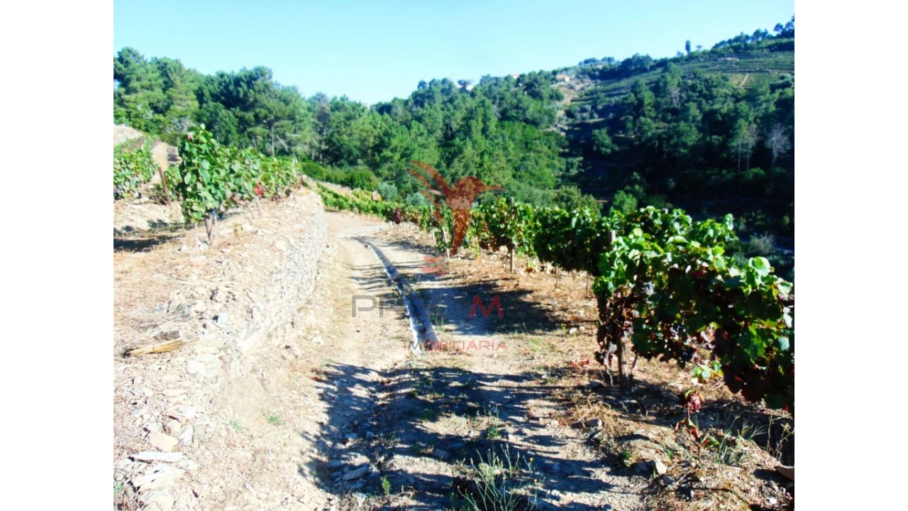 Terreno para Venda em Nogueira e Ermida Foto 6