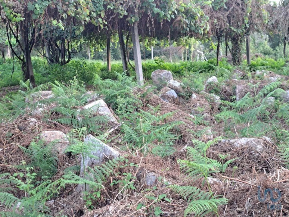 Terreno para Venda em Freiriz Foto 3