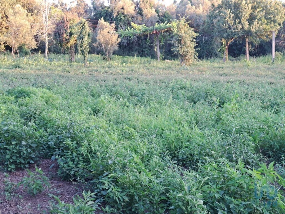 Terreno para Venda em Freiriz Foto 12