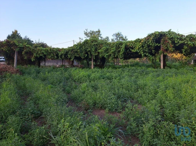Terreno para Venda em Freiriz Foto 2