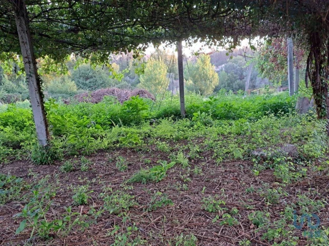 Terreno para Venda em Freiriz Foto 14