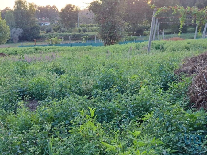 Terreno para Venda em Freiriz Foto 6