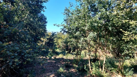 Terreno para Venda em Mangualde, Mesquitela e Cunha Alta