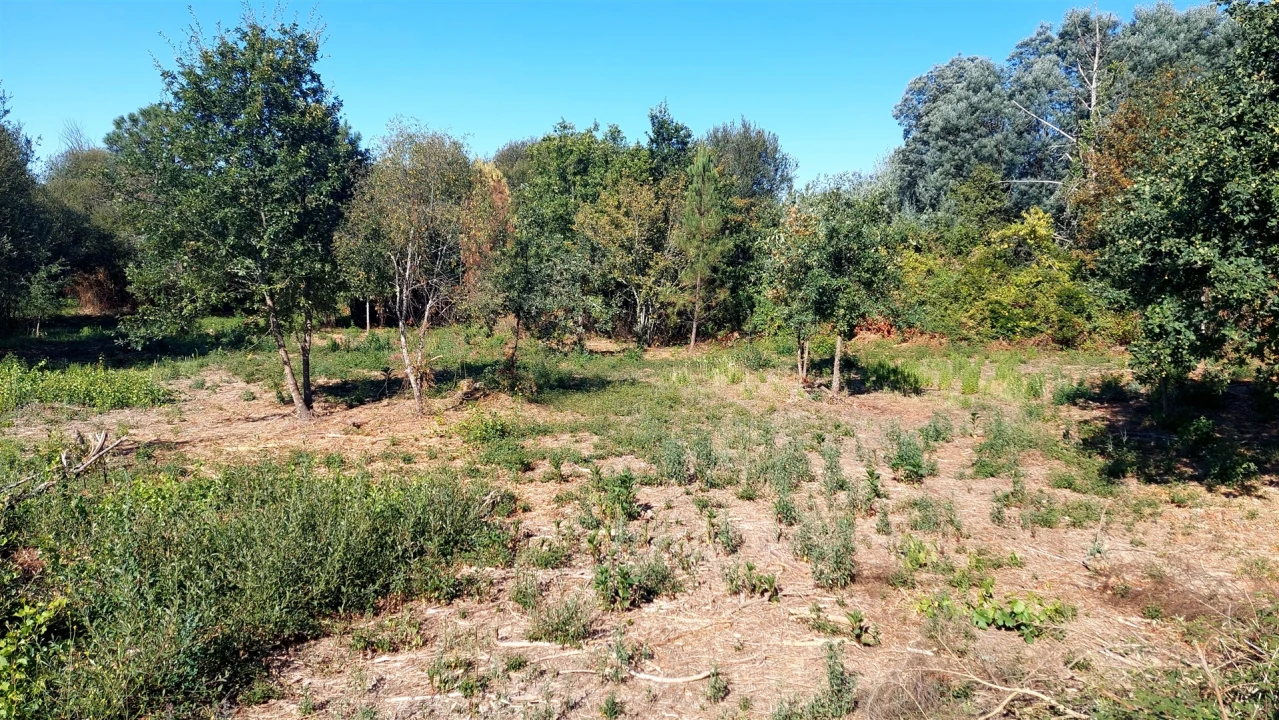 Terreno para Venda em Mangualde, Mesquitela e Cunha Alta Foto 11