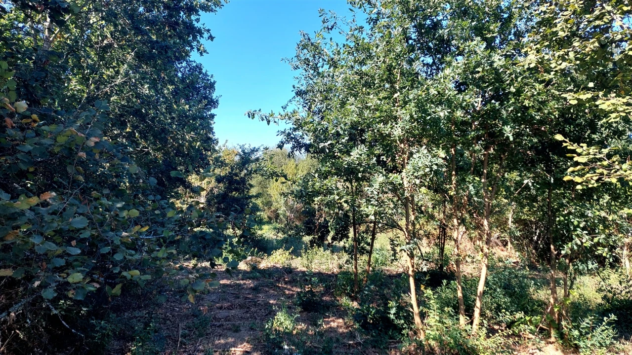 Terreno para Venda em Mangualde, Mesquitela e Cunha Alta Foto 13