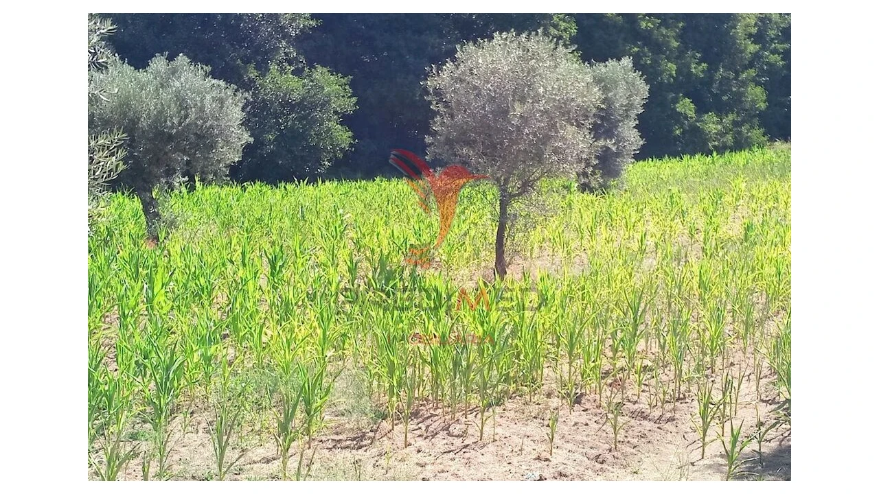 Terreno para Venda em Vila Cortes da Serra Foto 19
