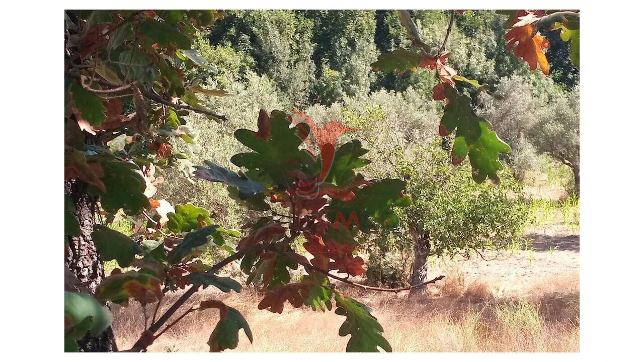 Terreno para Venda em Vila Cortes da Serra Foto 18