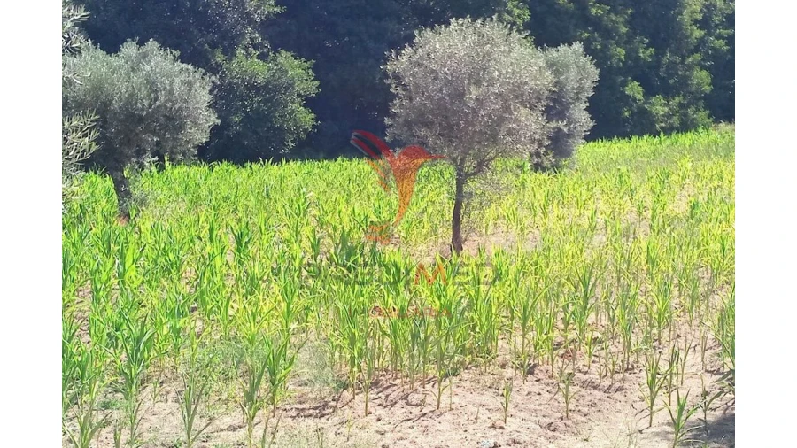 Terreno para Venda em Vila Cortes da Serra Foto 19