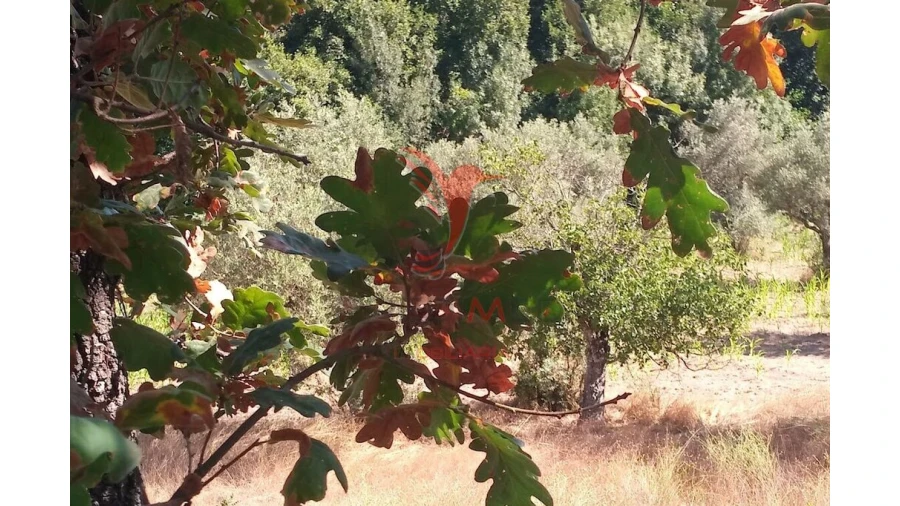 Terreno para Venda em Vila Cortes da Serra Foto 18