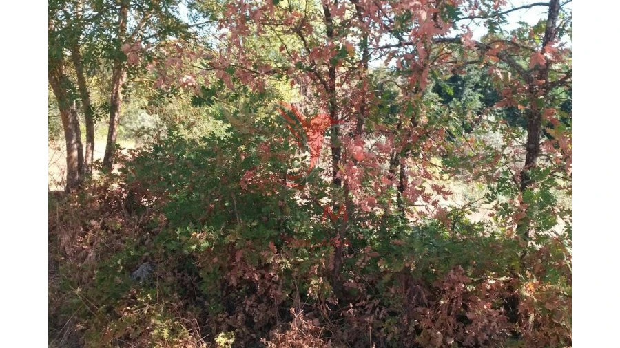 Terreno para Venda em Vila Cortes da Serra Foto 11