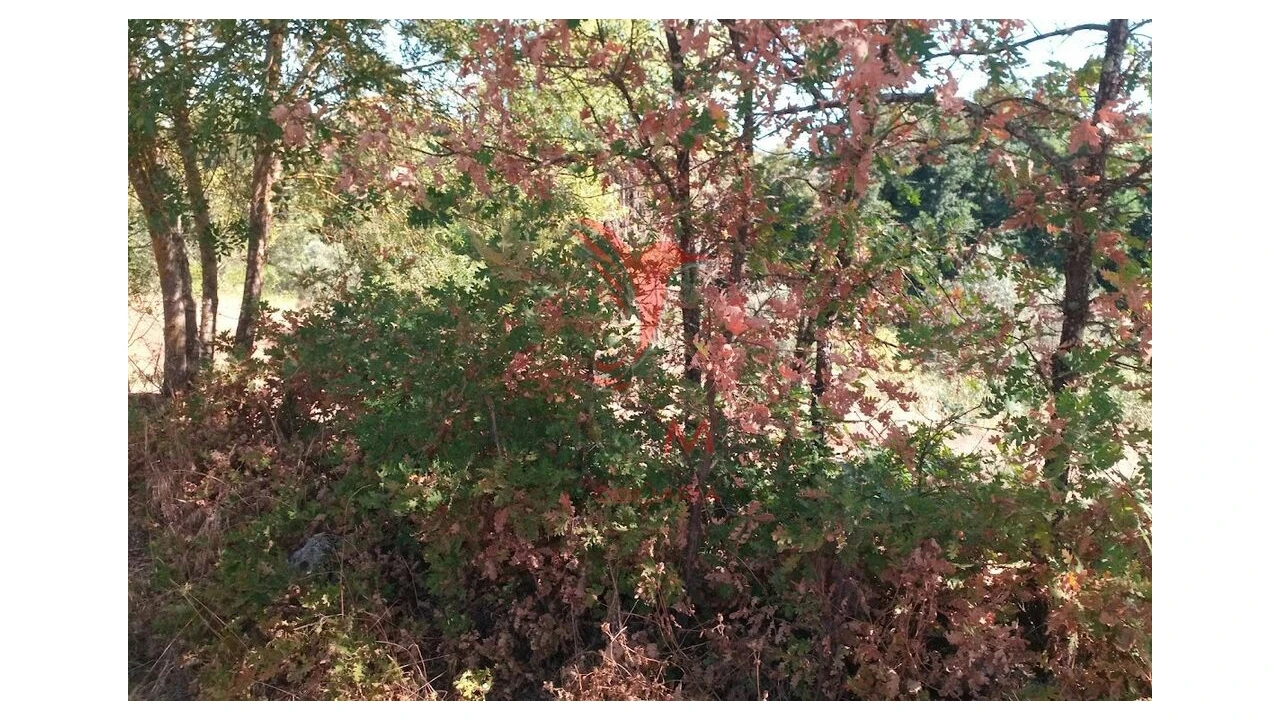 Terreno para Venda em Vila Cortes da Serra Foto 11