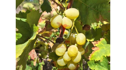 Terreno para Venda em Vale de Santarem
