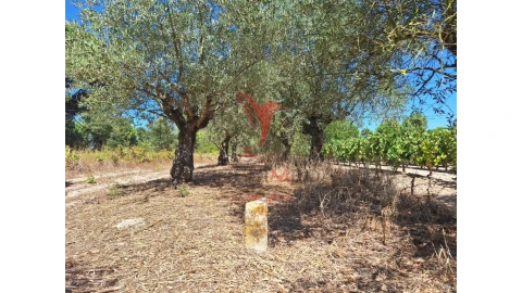 Terreno para Venda em Vale de Santarem