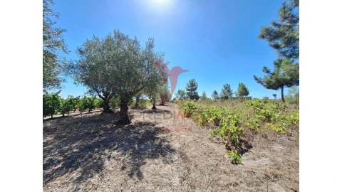 Terreno para Venda em Vale de Santarem