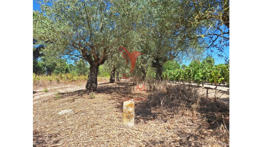 Terreno para Venda em Vale de Santarem Foto 13