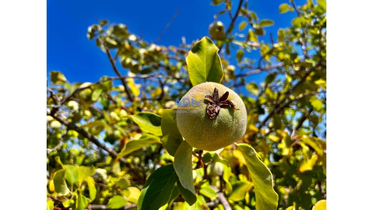 Quinta para Venda em Castelo Branco Foto 19