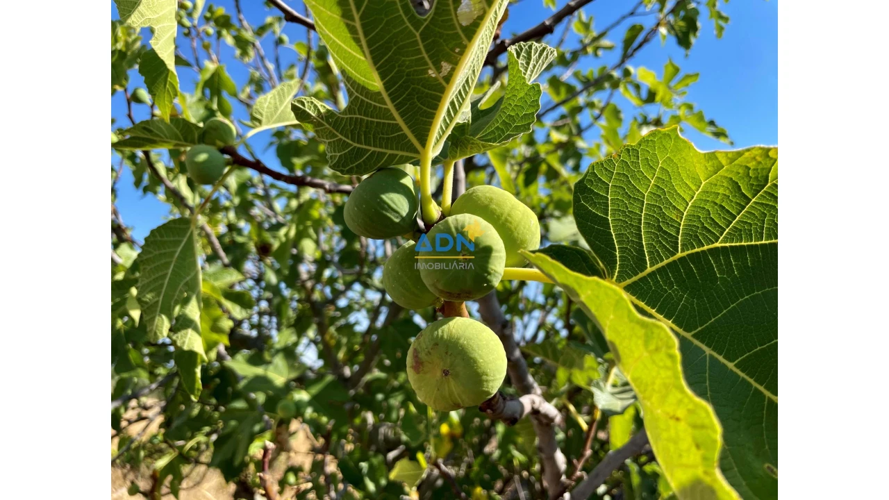 Quinta para Venda em Castelo Branco Foto 17