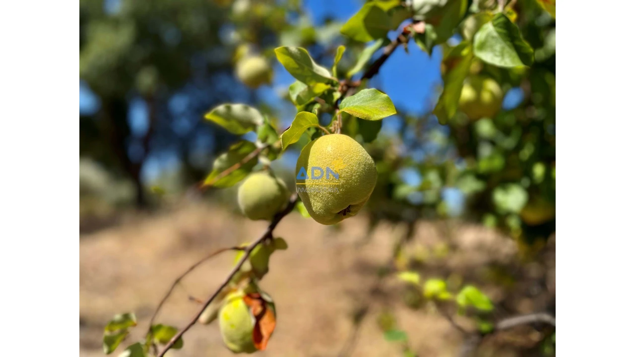 Quinta para Venda em Castelo Branco Foto 20