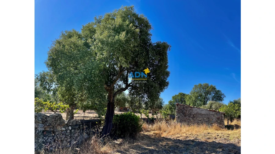 Quinta para Venda em Castelo Branco Foto 2