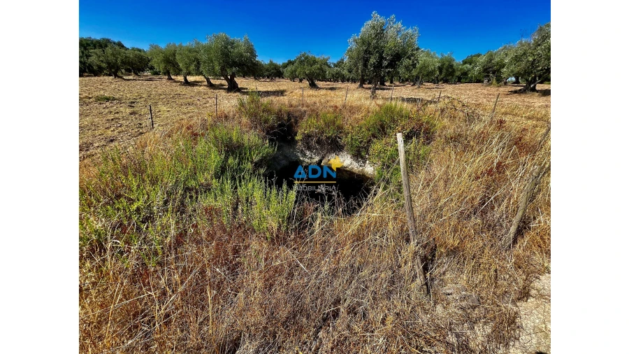 Quinta para Venda em Castelo Branco Foto 15
