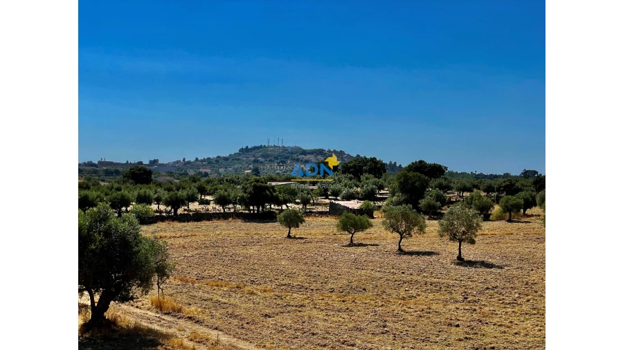 Quinta para Venda em Castelo Branco Foto 24