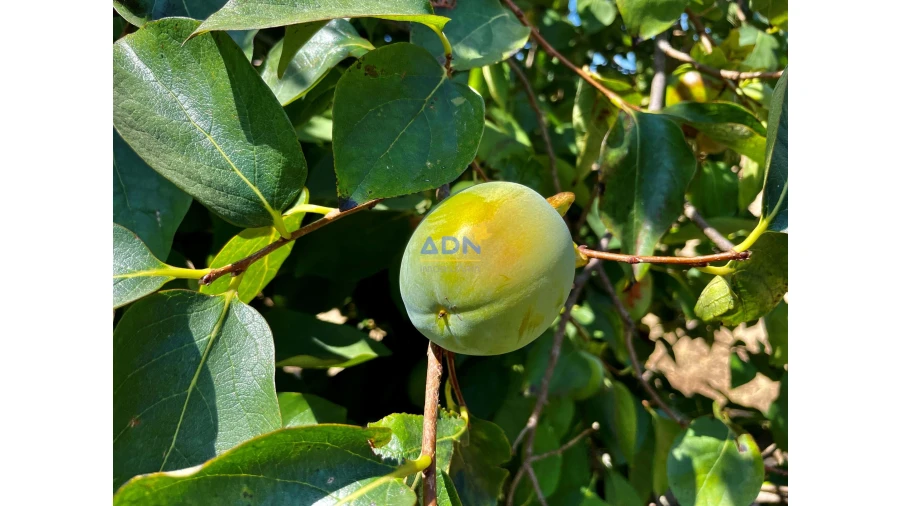 Quinta para Venda em Castelo Branco Foto 22