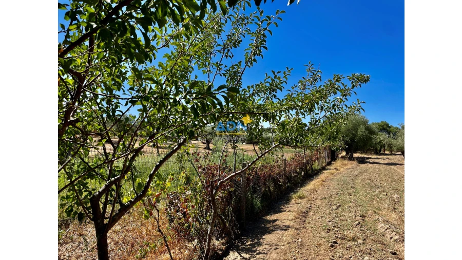 Quinta para Venda em Castelo Branco Foto 21