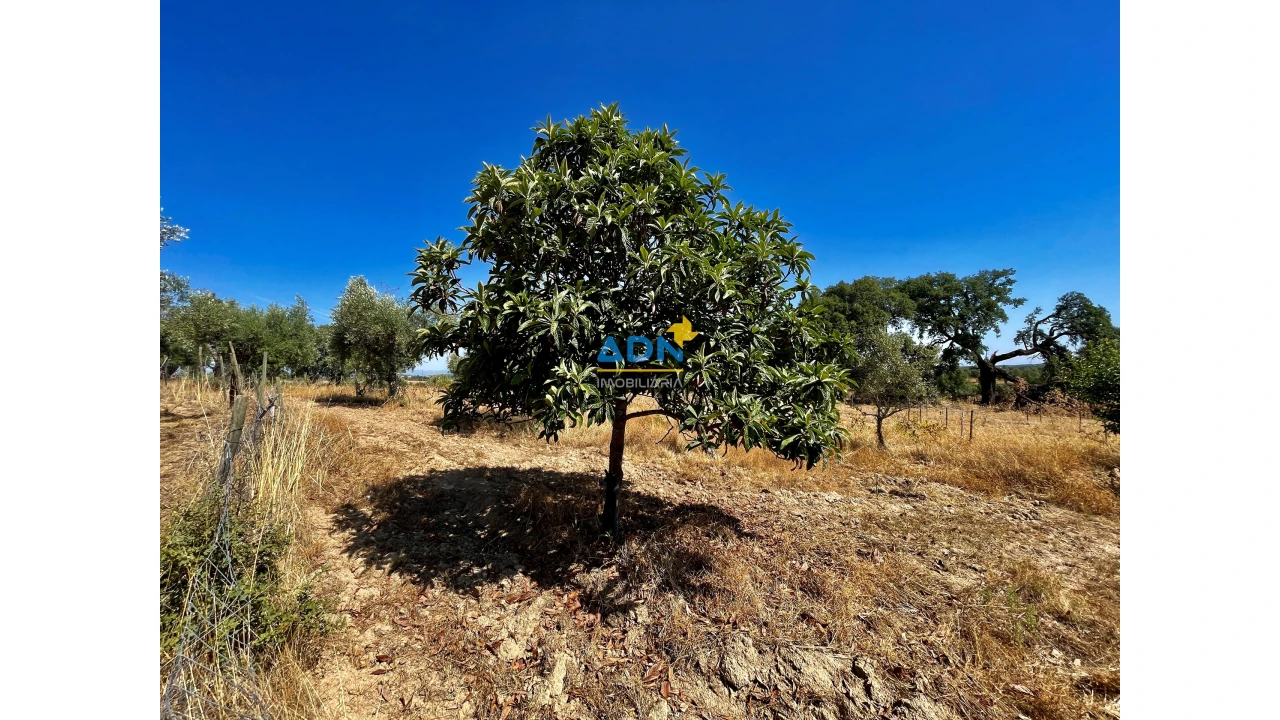 Quinta para Venda em Castelo Branco Foto 18