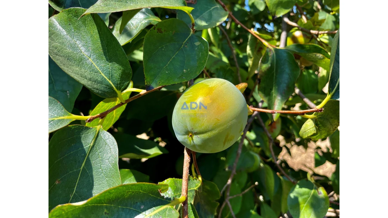 Quinta para Venda em Castelo Branco Foto 22