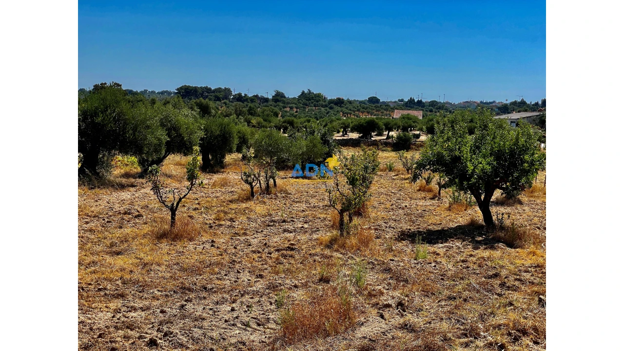 Quinta para Venda em Castelo Branco Foto 6